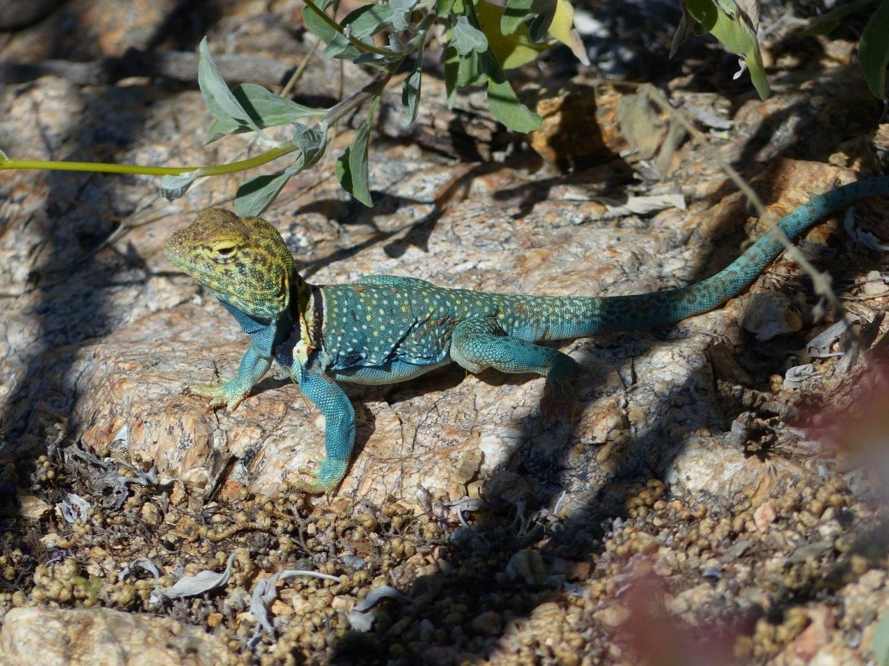 Lizard